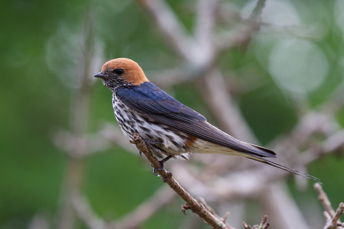 Lesser Striped Swallow - Matt Brady