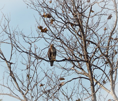 Red-tailed Hawk - TG Fannon