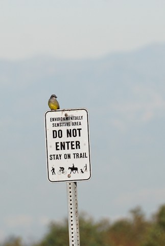 Cassin's Kingbird - TG Fannon