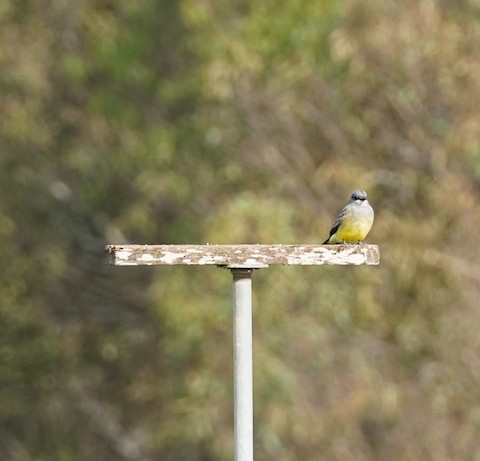 Cassin's Kingbird - TG Fannon