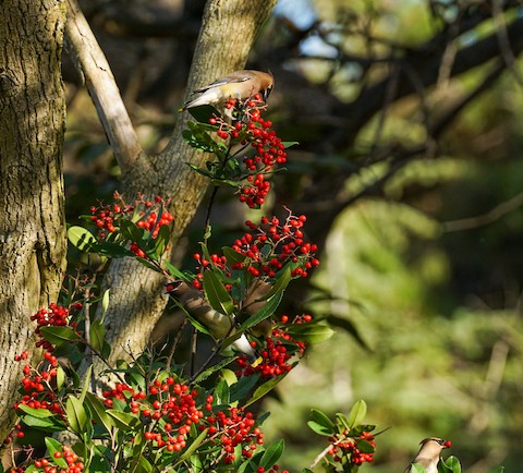 Cedar Waxwing - TG Fannon