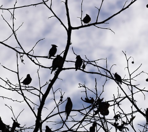 Cedar Waxwing - TG Fannon