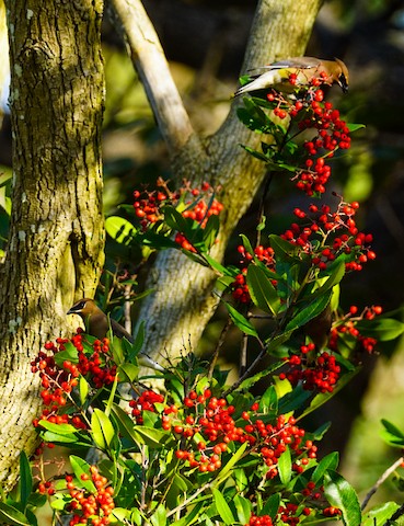 Cedar Waxwing - TG Fannon