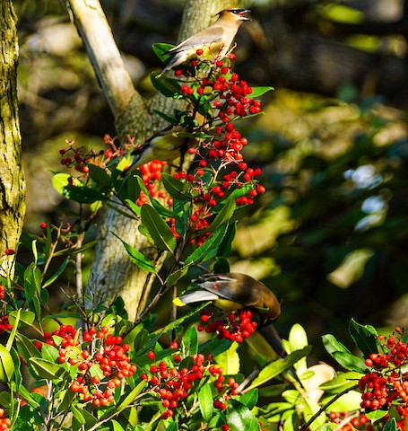 Cedar Waxwing - TG Fannon