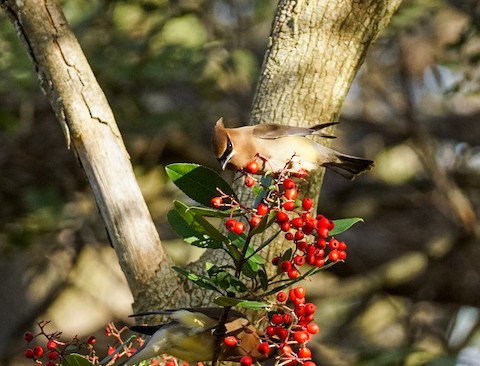 Cedar Waxwing - TG Fannon