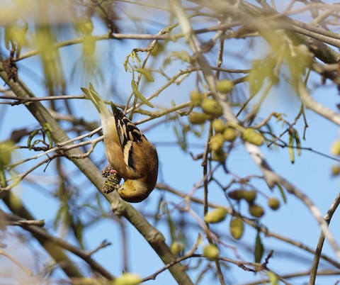 American Goldfinch - TG Fannon