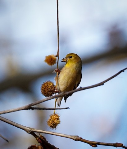American Goldfinch - TG Fannon