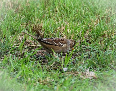 White-crowned Sparrow - TG Fannon
