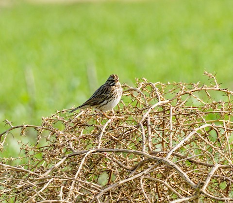 Savannah Sparrow (Savannah) - TG Fannon