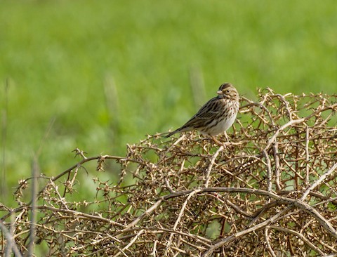 Savannah Sparrow (Savannah) - TG Fannon