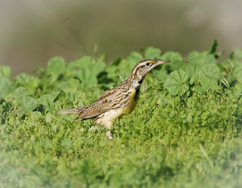 Western Meadowlark - TG Fannon