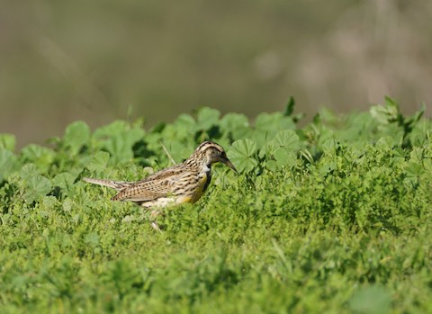 Western Meadowlark - TG Fannon