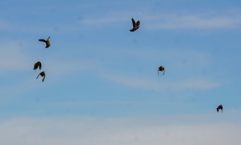 Western Meadowlark - TG Fannon