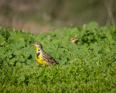 Western Meadowlark - TG Fannon