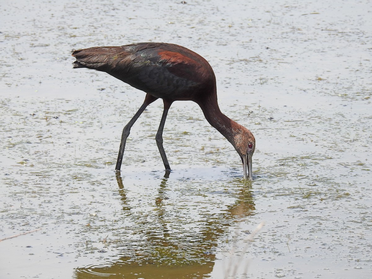 White-faced Ibis - Lauri Taylor