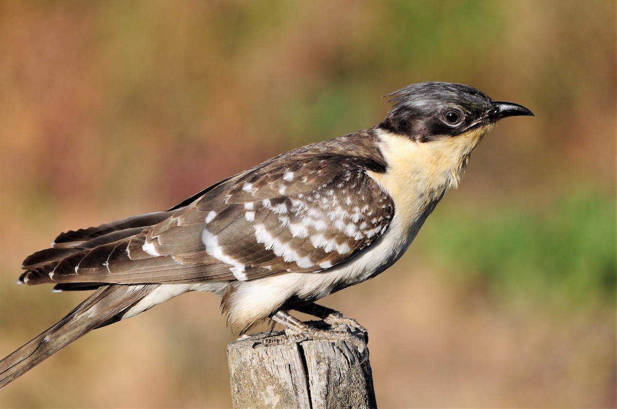 Great Spotted Cuckoo - ML64607071