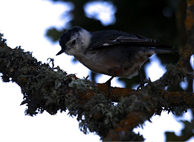 White-breasted Nuthatch (Pacific) - Debi Shearwater