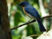 Blue-throated Flycatcher - GIRISHKUMAR K