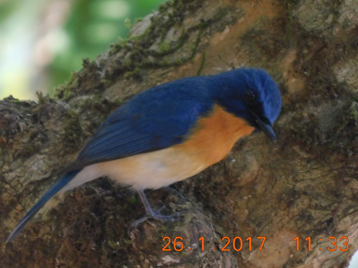 Blue-throated Flycatcher - GIRISHKUMAR K