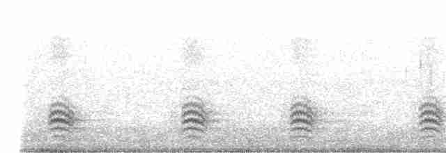 Weißbrustkleiber (carolinensis) - ML64608971