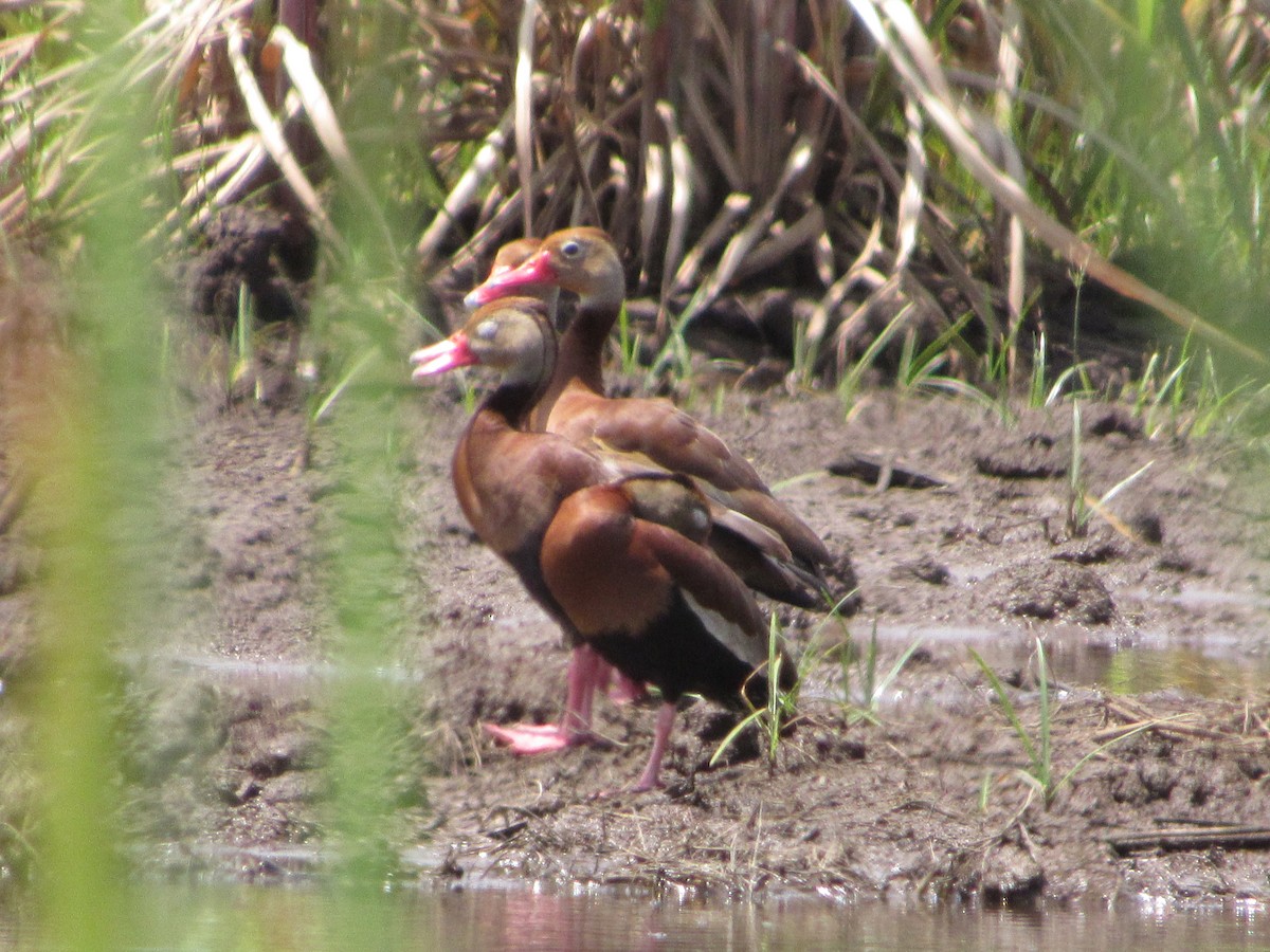 Black-bellied Whistling-Duck - Leticia Andino Biologist and Birding Tour Guide