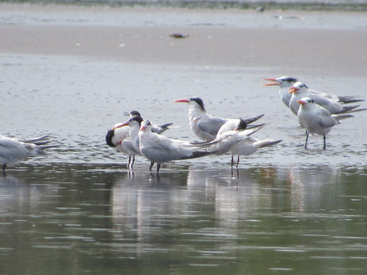 Elegant Tern - Leticia Andino Biologist and Birding Tour Guide
