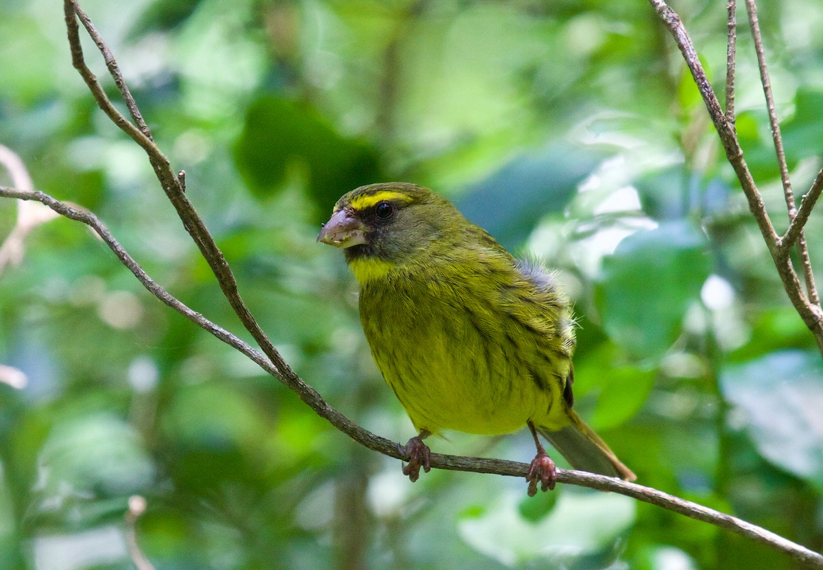 Forest Canary - ML64611441