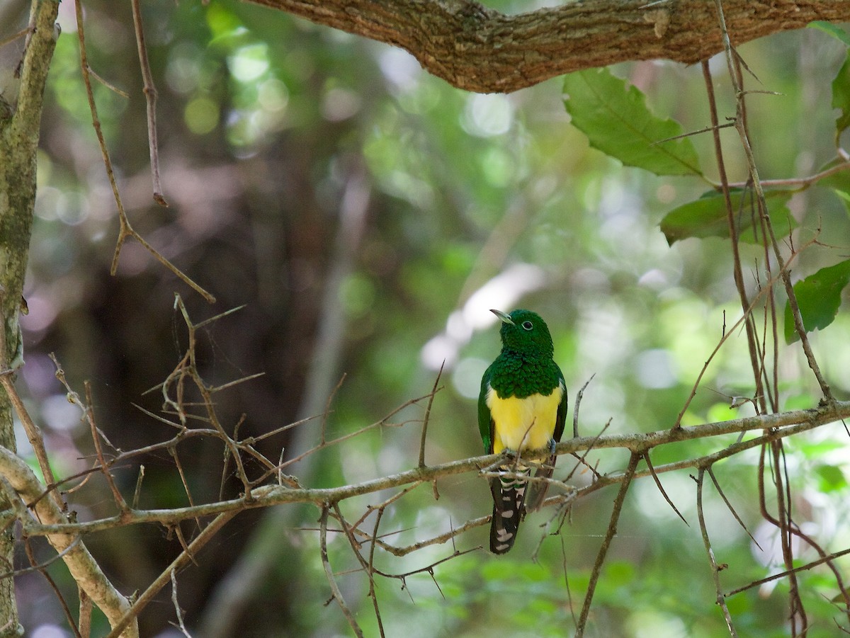 African Emerald Cuckoo - ML64611541