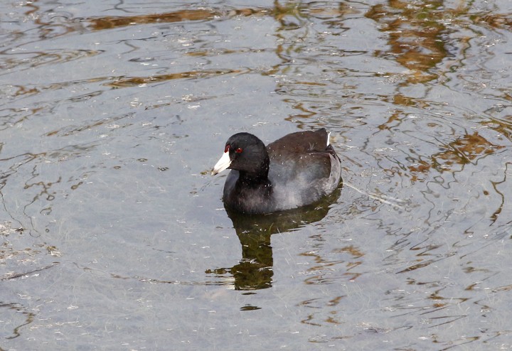American Coot (Red-shielded) - ML64614821