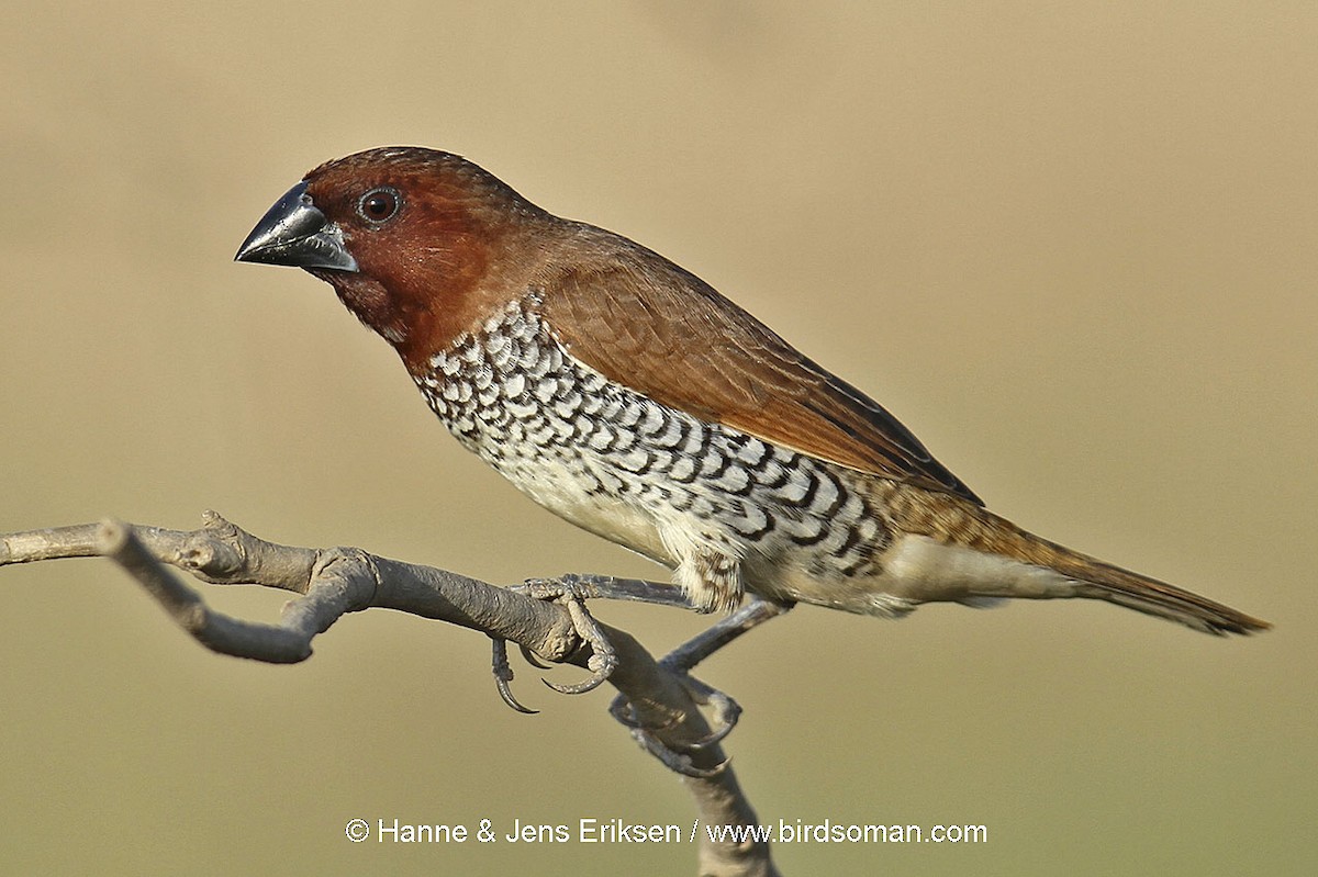 Scaly-breasted Munia - Jens Eriksen