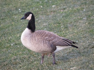 Cackling Goose, ML64620501