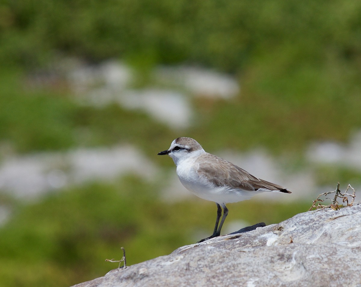White-fronted Plover - ML64624491