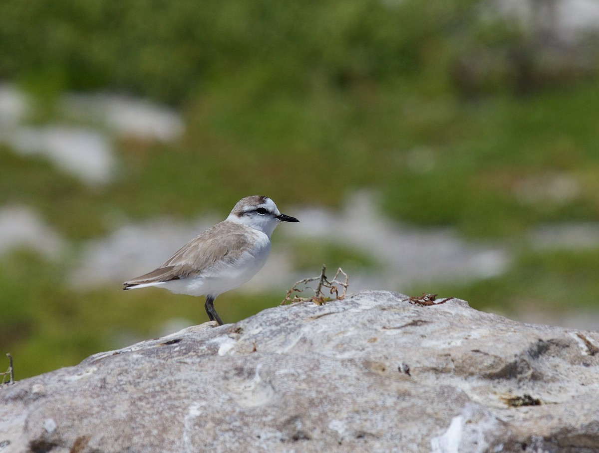 White-fronted Plover - ML64624501