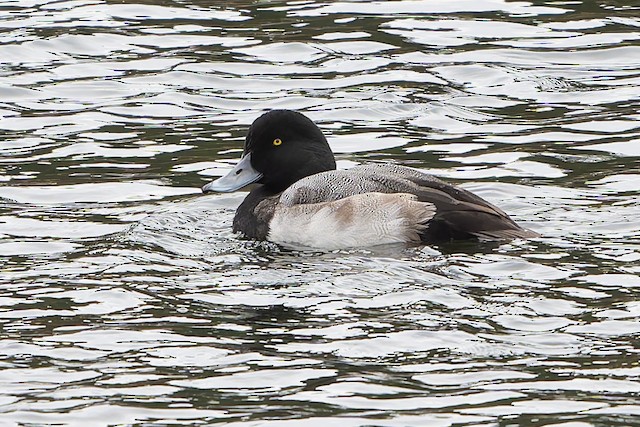Greater Scaup