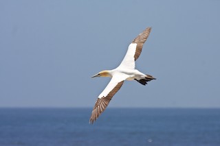 Cape Gannet - Morus capensis - Birds of the World