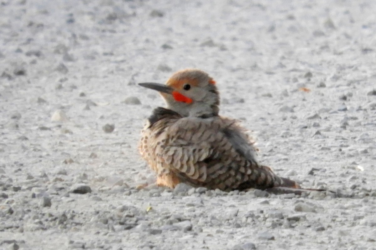 Northern Flicker (Yellow-shafted x Red-shafted) - ML64629131
