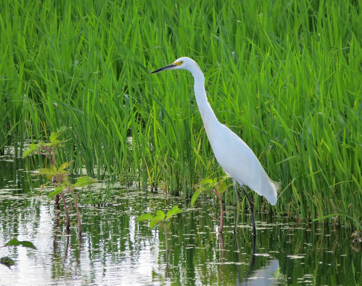 Snowy Egret - Susan Young