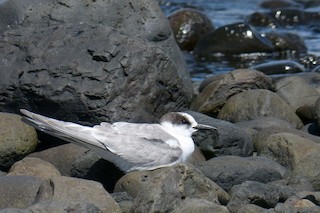 Arctic Tern, ML64629711