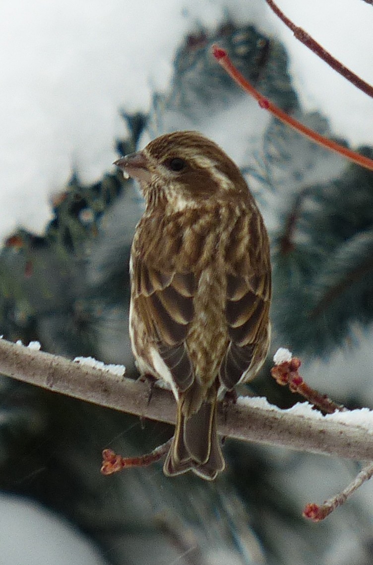 Ebird Checklist Nov Co Routt Home To Us Species Other Taxa