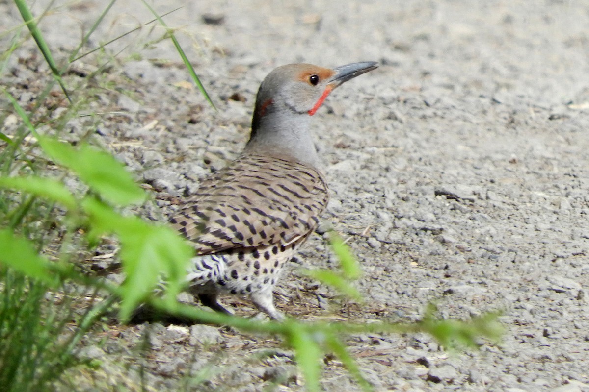 Northern Flicker (Yellow-shafted x Red-shafted) - ML64630091