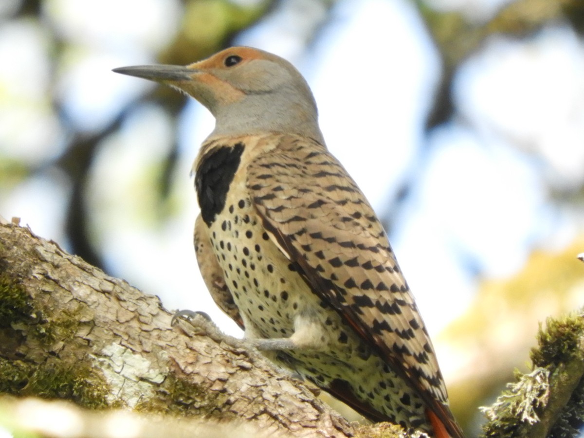 Northern Flicker (Red-shafted) - ML64630371