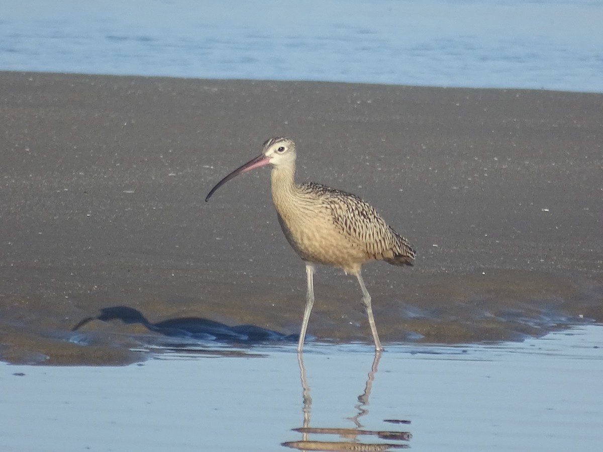 Long-billed Curlew - ML64632451