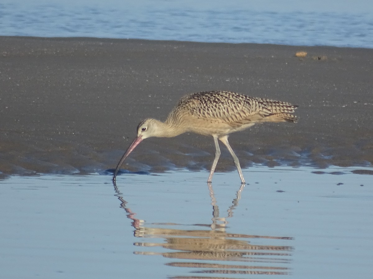 Long-billed Curlew - Team Ona