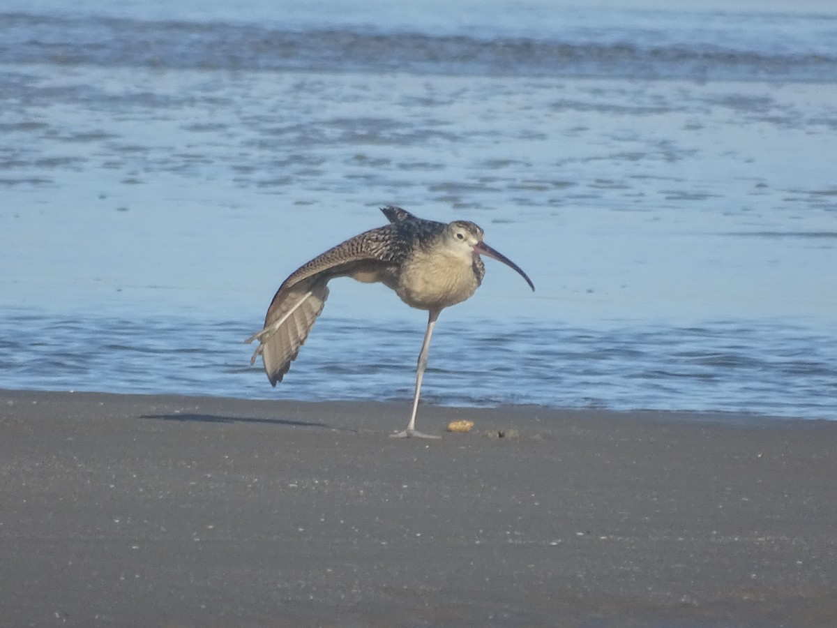 Long-billed Curlew - ML64632531