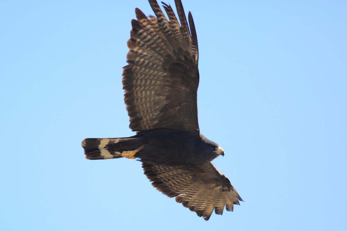 Zone-tailed Hawk - John Mercer