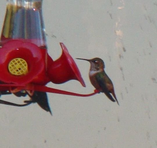 Allen's Hummingbird - Su Snyder