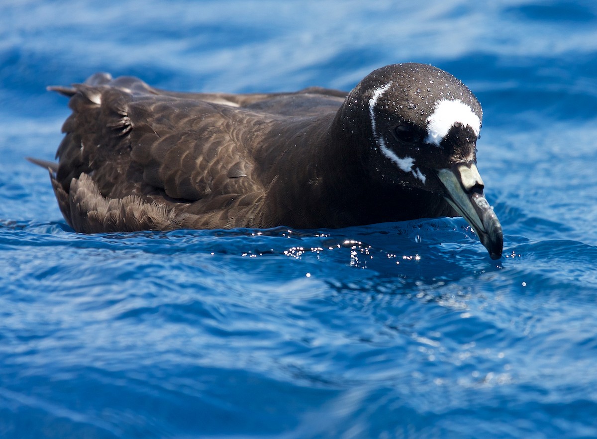 Spectacled Petrel - ML64635821