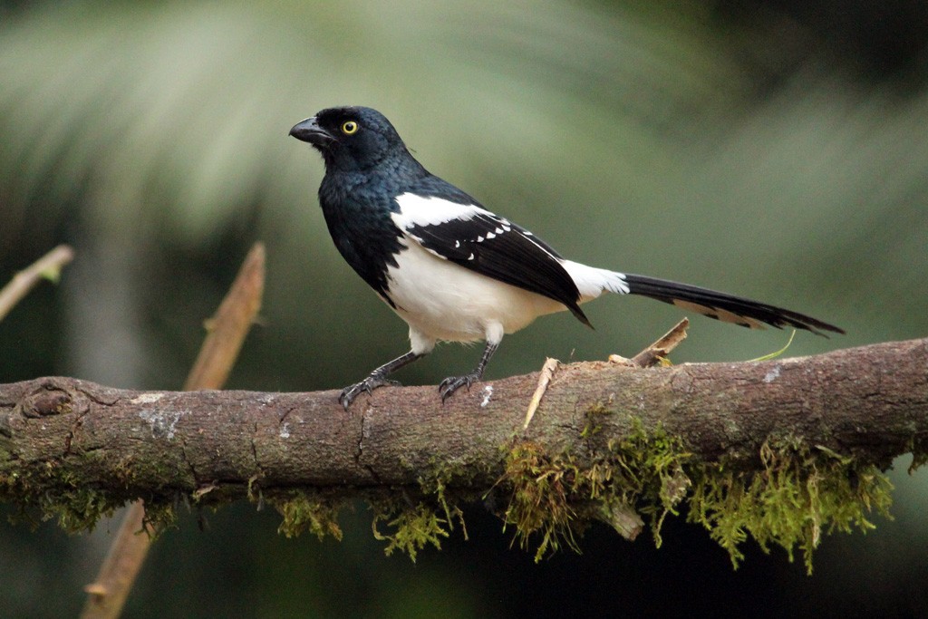 Magpie Tanager - ML64636481