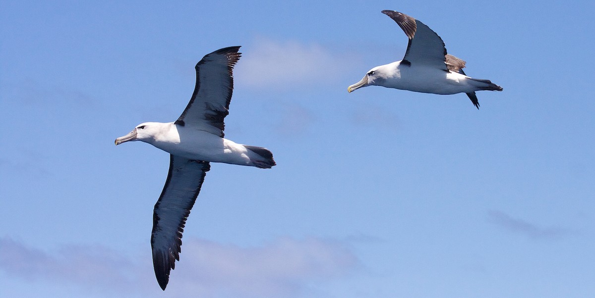 White-capped Albatross - ML64636671