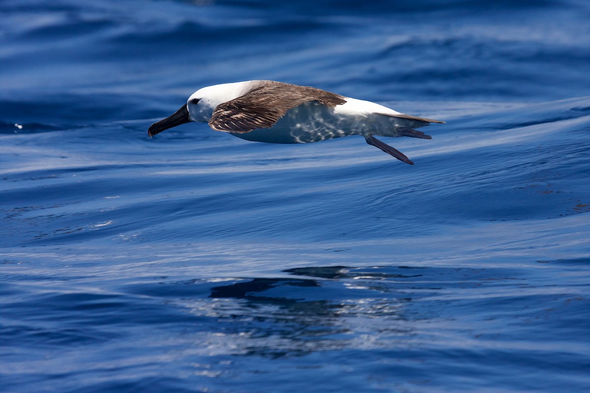 Atlantic/Indian Yellow-nosed Albatross - Matt Brady